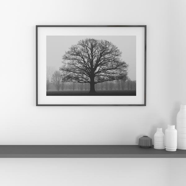 BLACK & WHITE TREE