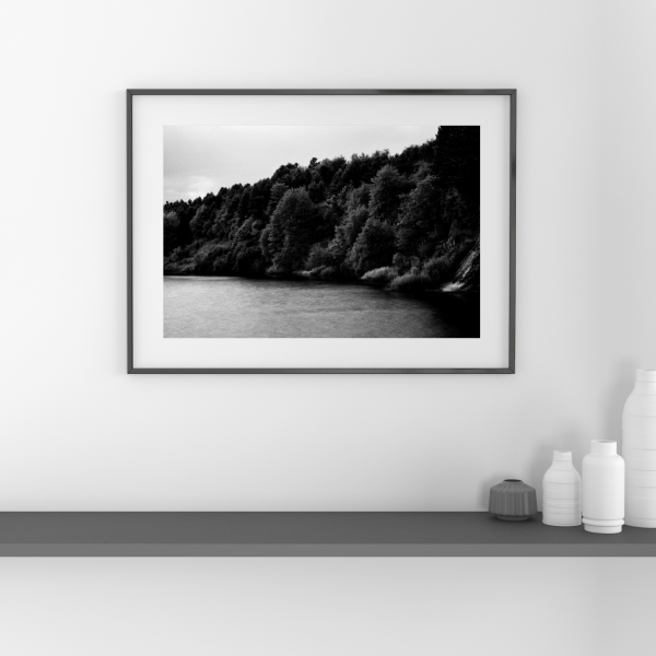 BLACK & WHITE FOREST